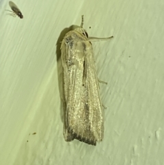 Leucania stenographa at Jerrabomberra, NSW - 3 Oct 2023