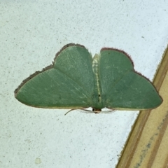 Chlorocoma vertumnaria (Red-fringed Emerald) at Jerrabomberra, NSW - 3 Oct 2023 by SteveBorkowskis