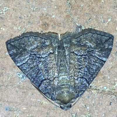 Dysbatus (genus) (A Line Geometrid.) at Jerrabomberra, NSW - 2 Oct 2023 by SteveBorkowskis