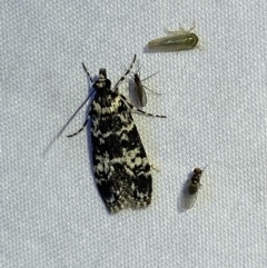 Scoparia exhibitalis (A Crambid moth) at Jerrabomberra, NSW - 2 Oct 2023 by SteveBorkowskis