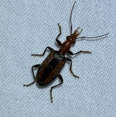 Drypta australis (A Carab beetle) at Jerrabomberra, NSW - 2 Oct 2023 by SteveBorkowskis