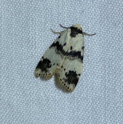 Thallarcha sparsana (Fair Footman) at Jerrabomberra, NSW - 2 Oct 2023 by SteveBorkowskis