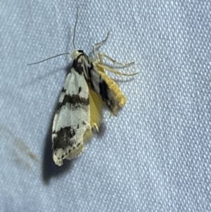 Thallarcha sparsana at Jerrabomberra, NSW - 2 Oct 2023