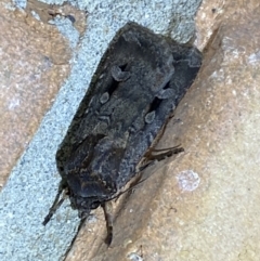 Agrotis infusa (Bogong Moth, Common Cutworm) at Jerrabomberra, NSW - 2 Oct 2023 by SteveBorkowskis