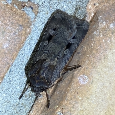 Agrotis infusa (Bogong Moth, Common Cutworm) at Jerrabomberra, NSW - 2 Oct 2023 by Steve_Bok