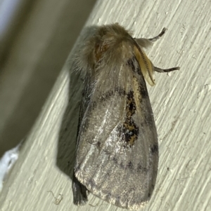 Leptocneria reducta at Jerrabomberra, NSW - suppressed