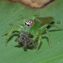 Opisthoncus sp. (genus) at Capalaba, QLD - 21 Sep 2023 by TimL