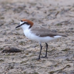 Anarhynchus ruficapillus (Red-capped Plover) at Wellington Point, QLD - 23 Sep 2023 by TimL