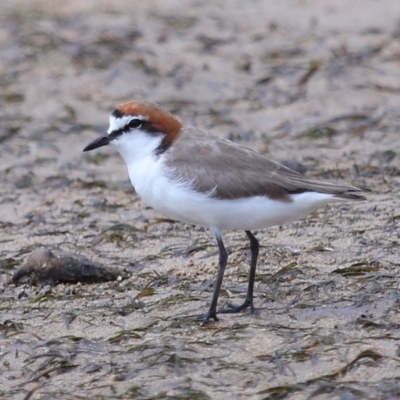 Anarhynchus ruficapillus (Red-capped Plover) at Wellington Point, QLD - 23 Sep 2023 by TimL