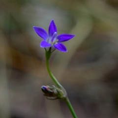 Wahlenbergia sp. (Bluebell) at Higgins, ACT - 2 Oct 2023 by Trevor