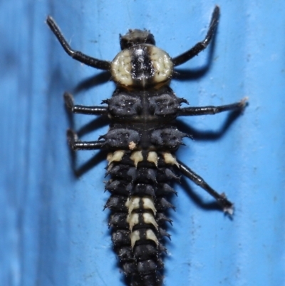 Harmonia testudinaria (Tortoise-shelled ladybird) at Capalaba, QLD - 4 Sep 2023 by TimL
