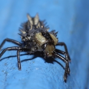 Harmonia testudinaria at Capalaba, QLD - 4 Sep 2023 11:40 AM