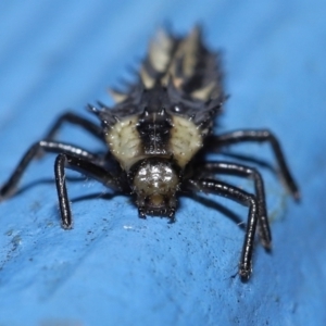 Harmonia testudinaria at Capalaba, QLD - 4 Sep 2023 11:40 AM