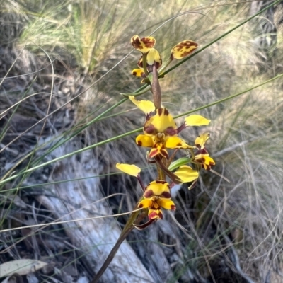 Diuris pardina (Leopard Doubletail) at Cotter River, ACT - 3 Oct 2023 by RangerRiley