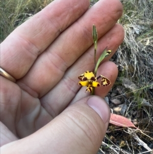 Diuris pardina at Cotter River, ACT - 3 Oct 2023