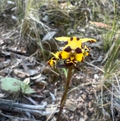 Diuris pardina at Cotter River, ACT - 3 Oct 2023