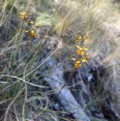 Diuris pardina at Cotter River, ACT - suppressed