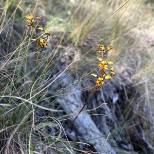 Diuris pardina at Cotter River, ACT - 3 Oct 2023