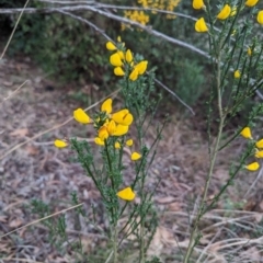 Cytisus scoparius subsp. scoparius at Florey, ACT - 3 Oct 2023