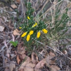 Cytisus scoparius subsp. scoparius at Florey, ACT - 3 Oct 2023