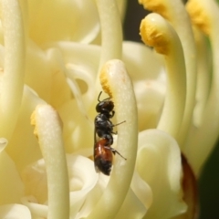 Hylaeus (Prosopisteron) littleri (Hylaeine colletid bee) at Braemar, NSW - 2 Oct 2023 by Curiosity