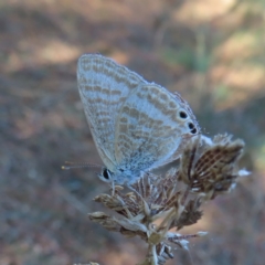 Lampides boeticus (Long-tailed Pea-blue) at Braidwood, NSW - 1 Oct 2023 by MatthewFrawley