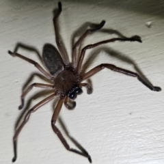 Delena cancerides (Social huntsman spider) at Braidwood, NSW - 2 Oct 2023 by MatthewFrawley