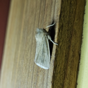 Bathytricha aethalion at Braidwood, NSW - 2 Oct 2023 10:26 PM