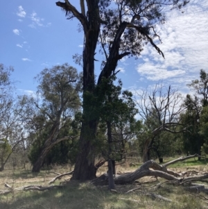 Eucalyptus melliodora at Watson, ACT - 2 Oct 2023