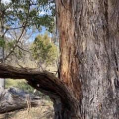 Eucalyptus melliodora at Mount Majura - 2 Oct 2023 12:18 PM