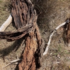 Eucalyptus melliodora at Mount Majura - 2 Oct 2023 12:18 PM