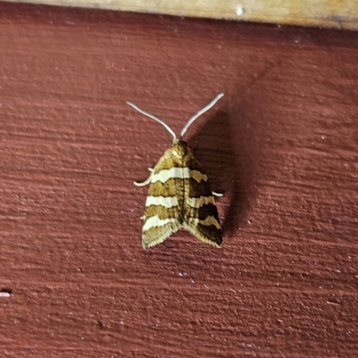 Subfurcatana subfurcatana (A Tortricid moth) at Braidwood, NSW - 2 Oct 2023 by MatthewFrawley
