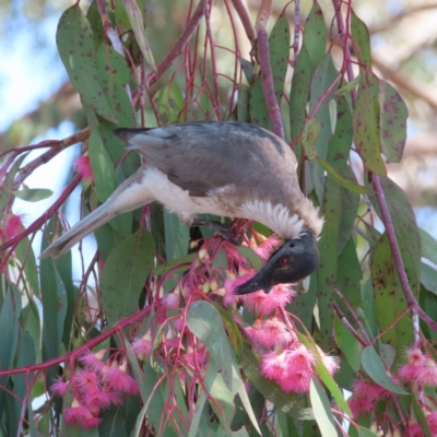 Philemon corniculatus (Noisy Friarbird) at Kambah, ACT - 2 Oct 2023 by MatthewFrawley