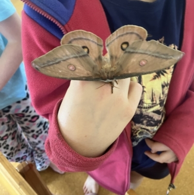 Opodiphthera helena (Helena Gum Moth) at Crackenback, NSW - 3 Oct 2023 by MattBeitzel