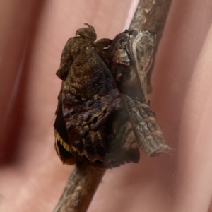 Hypertropha tortriciformis at Braddon, ACT - 3 Oct 2023