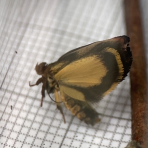 Hypertropha tortriciformis at Braddon, ACT - 3 Oct 2023