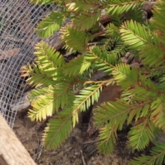 Unidentified Plant at Nadgigomar Nature Reserve - 2 Sep 2023 by RangerJim