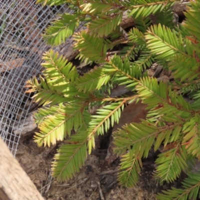 Unidentified Plant at Nadgigomar Nature Reserve - 2 Sep 2023 by RangerJim