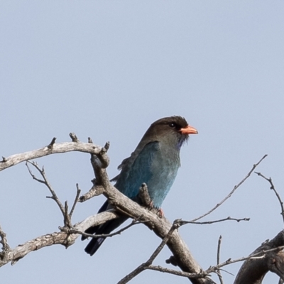 Eurystomus orientalis (Dollarbird) at Belconnen, ACT - 2 Oct 2023 by Roger