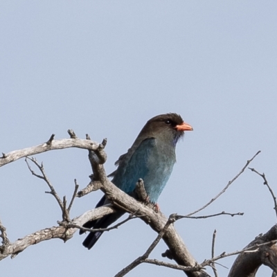 Eurystomus orientalis (Dollarbird) at Belconnen, ACT - 3 Oct 2023 by Roger