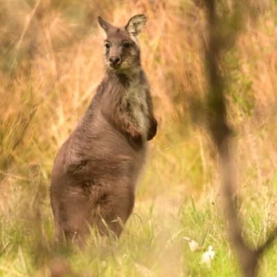 Osphranter robustus robustus (Eastern Wallaroo) at Belconnen, ACT - 2 Oct 2023 by Thurstan