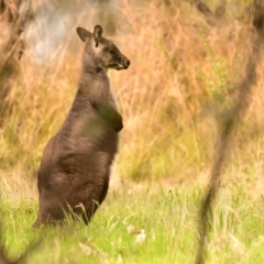 Osphranter robustus at Belconnen, ACT - 3 Oct 2023