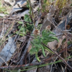 Leptorhynchos squamatus at Carwoola, NSW - 2 Oct 2023 03:19 PM