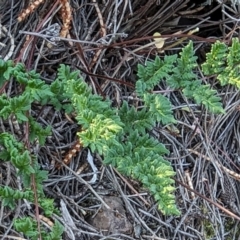 Cheilanthes sieberi subsp. sieberi (Narrow Rock Fern) at Mount Majura - 30 Sep 2023 by sbittinger
