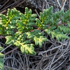 Cheilanthes sieberi subsp. sieberi at Majura, ACT - 1 Oct 2023