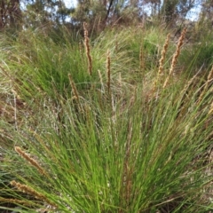 Carex appressa at Carwoola, NSW - 2 Oct 2023 03:22 PM