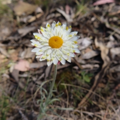 Leucochrysum albicans subsp. tricolor (Hoary Sunray) at Carwoola, NSW - 2 Oct 2023 by MatthewFrawley