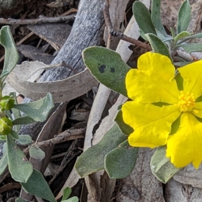 Hibbertia obtusifolia (Grey Guinea-flower) at Majura, ACT - 1 Oct 2023 by sbittinger