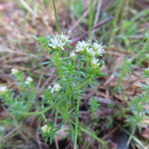 Asperula conferta at Carwoola, NSW - 2 Oct 2023 03:25 PM