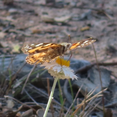 Vanessa kershawi (Australian Painted Lady) at Carwoola, NSW - 2 Oct 2023 by MatthewFrawley